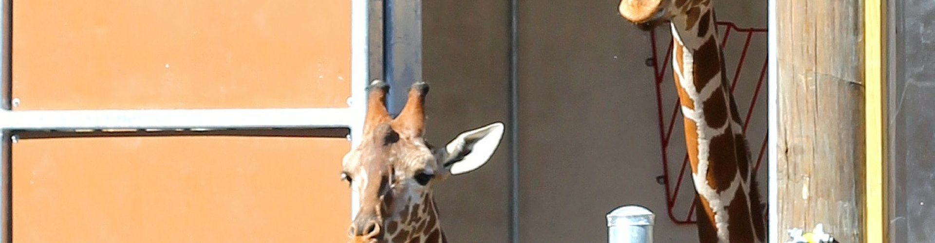 Haute Tip: Feed Giraffes at the San Antonio Zoo!